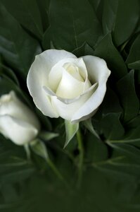 Pink white pristine rose
