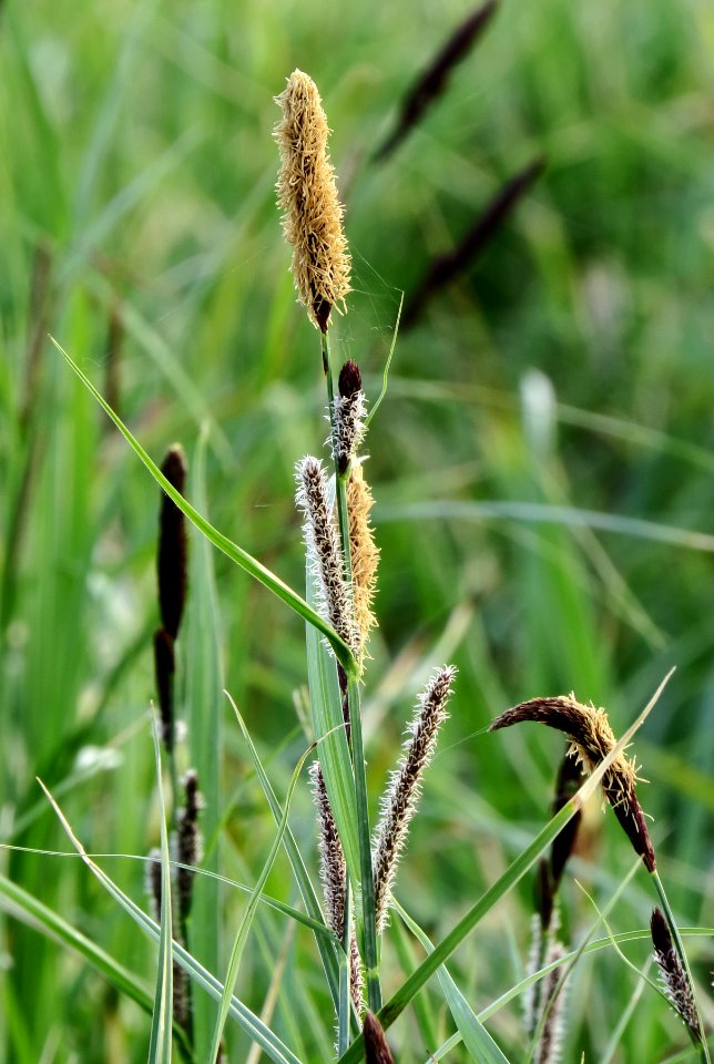 Carex acutiformis Kiev1