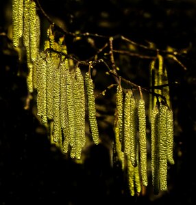 Light branch tree