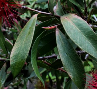 Callistemon citrinus poškození sluncem photo