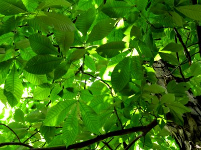 Carya ovata Kiev2