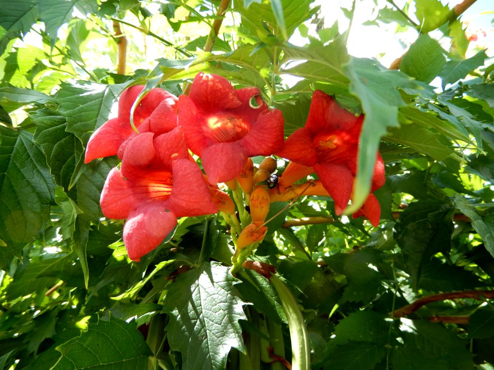 Campsis grandiflora, 2