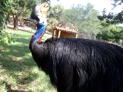 Casuario en el Zoofari, Cuernavaca, Morelos