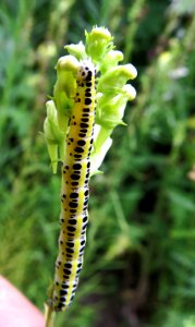 Calophasia lunula Kiev1