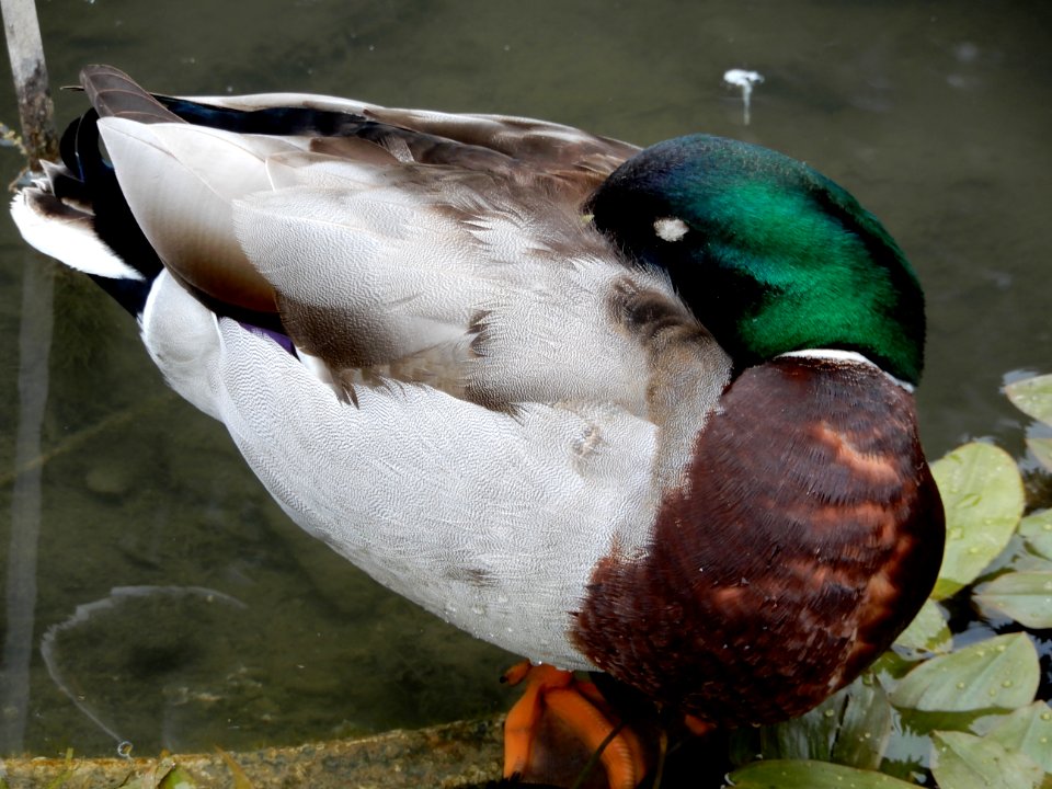 Canard colvert mâle endormi