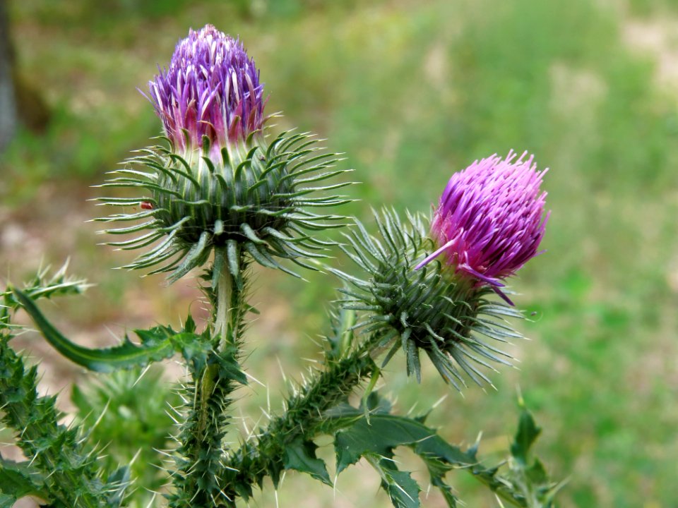 Carduus crispus Kiev2