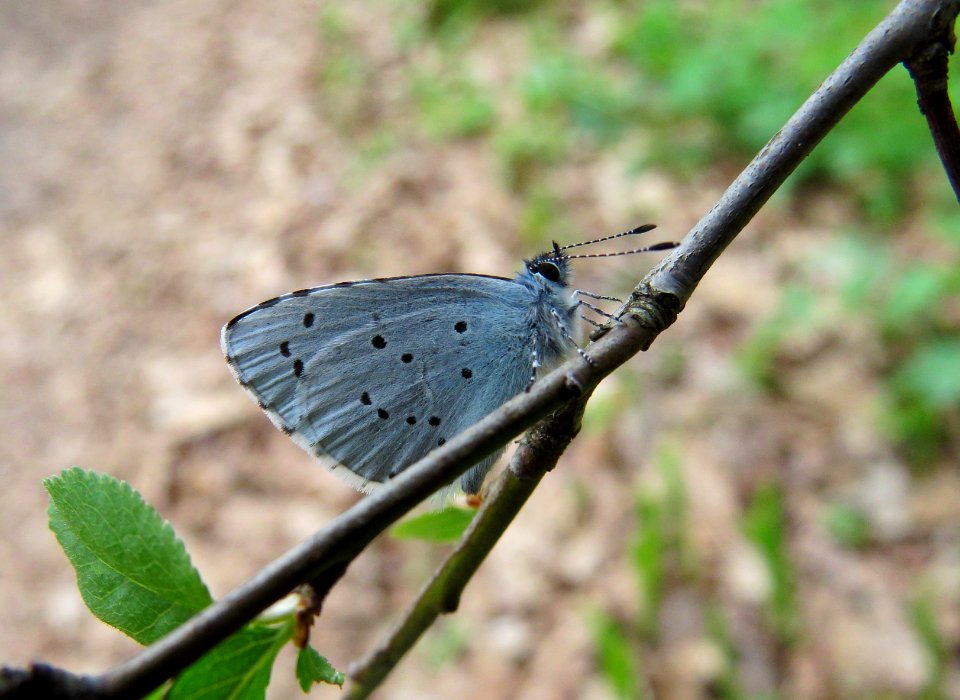 Celastrina argiolus Prolisky1