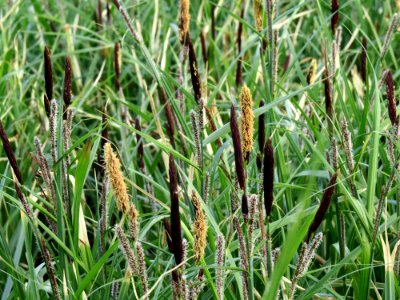 Carex acutiformis Kiev3