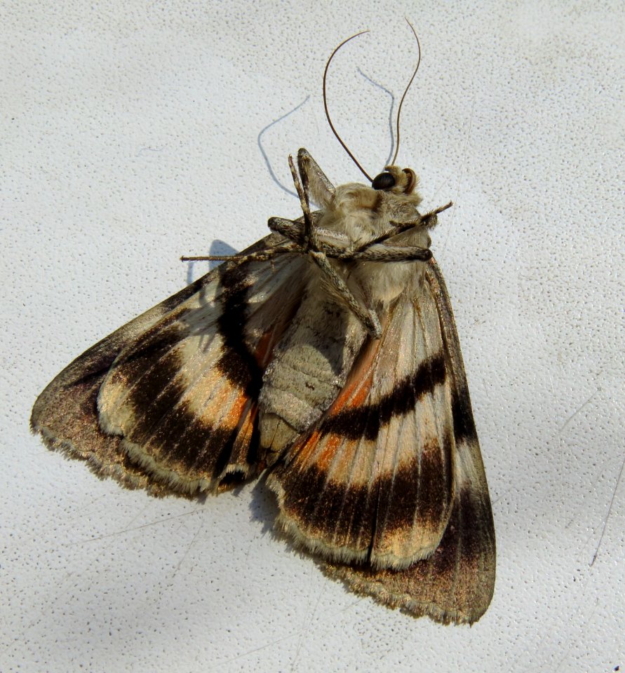 Catocala puerpera Kiev2