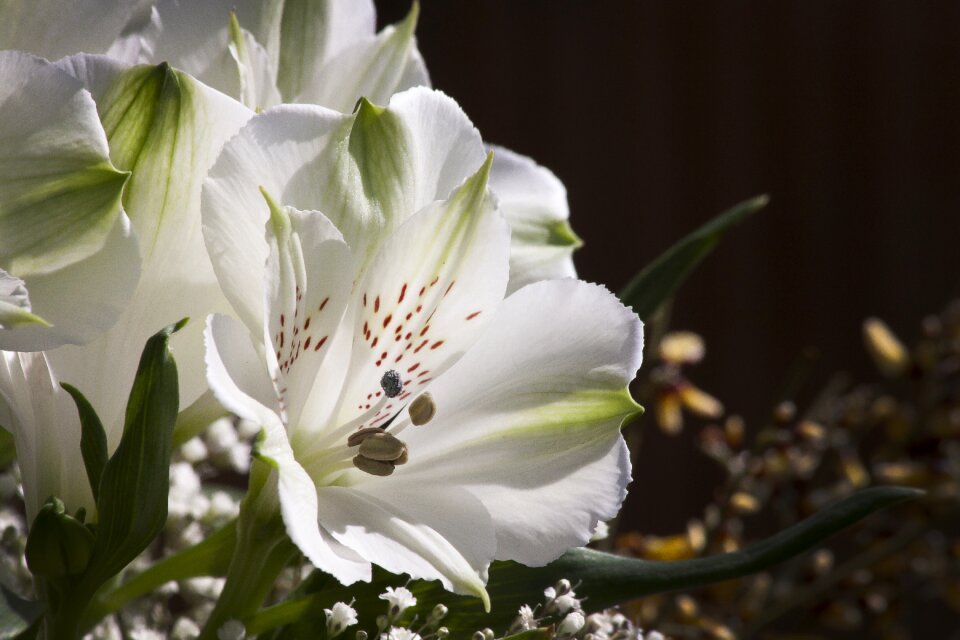 Plant nature flowers