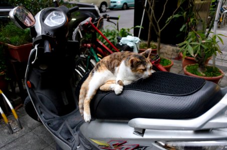 Cat Lying on Motorcycle Seat in Evening 20150316