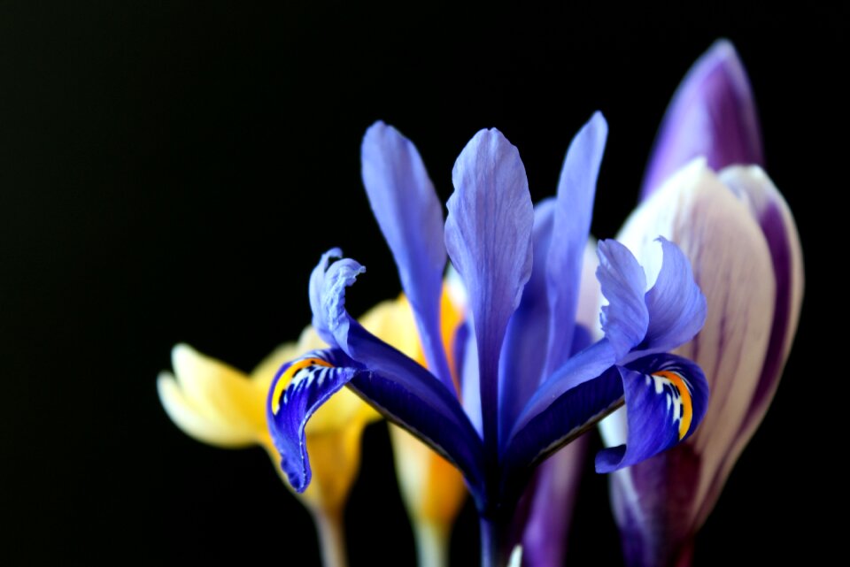 Crocus black yellow