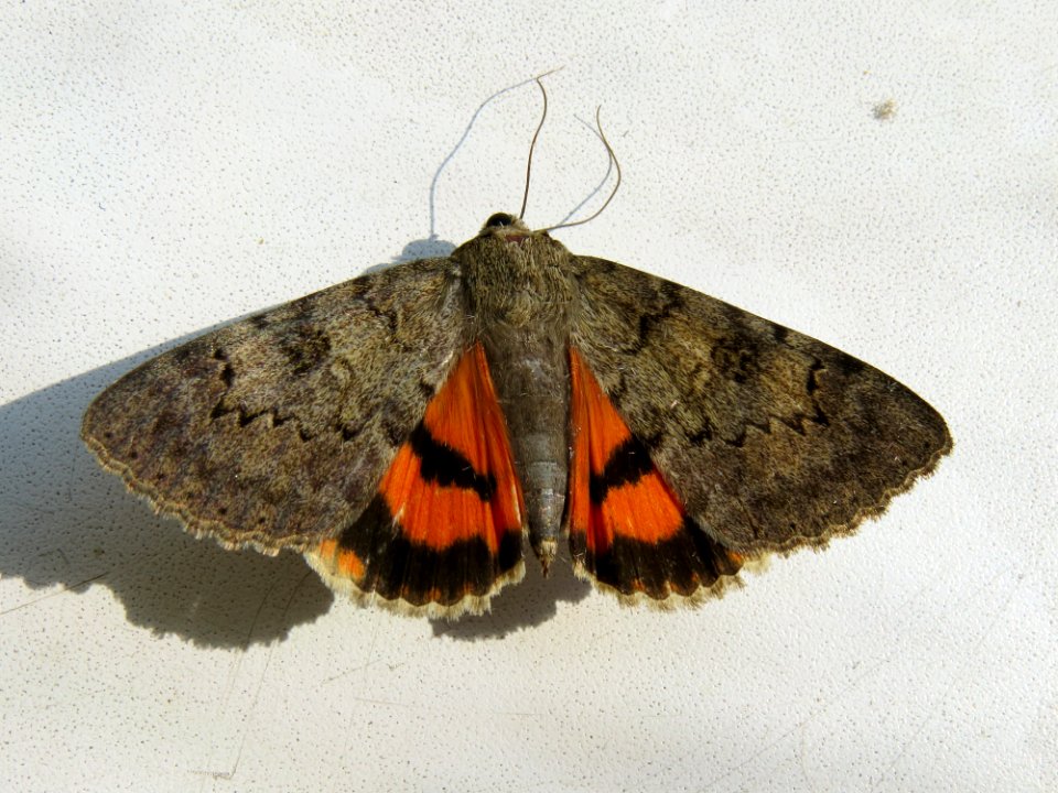 Catocala puerpera Kiev3