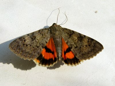 Catocala puerpera Kiev3