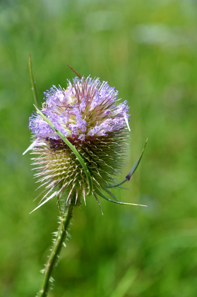Cardère sauvage ( Dipsacus fullonum )