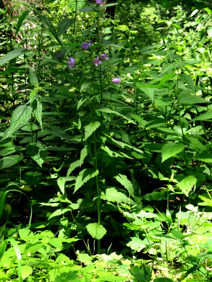 Campanula trachelium Moshchun1