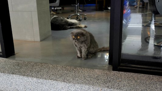 Cat and Dog at Hair Saloon Door in Afternoon 20170425