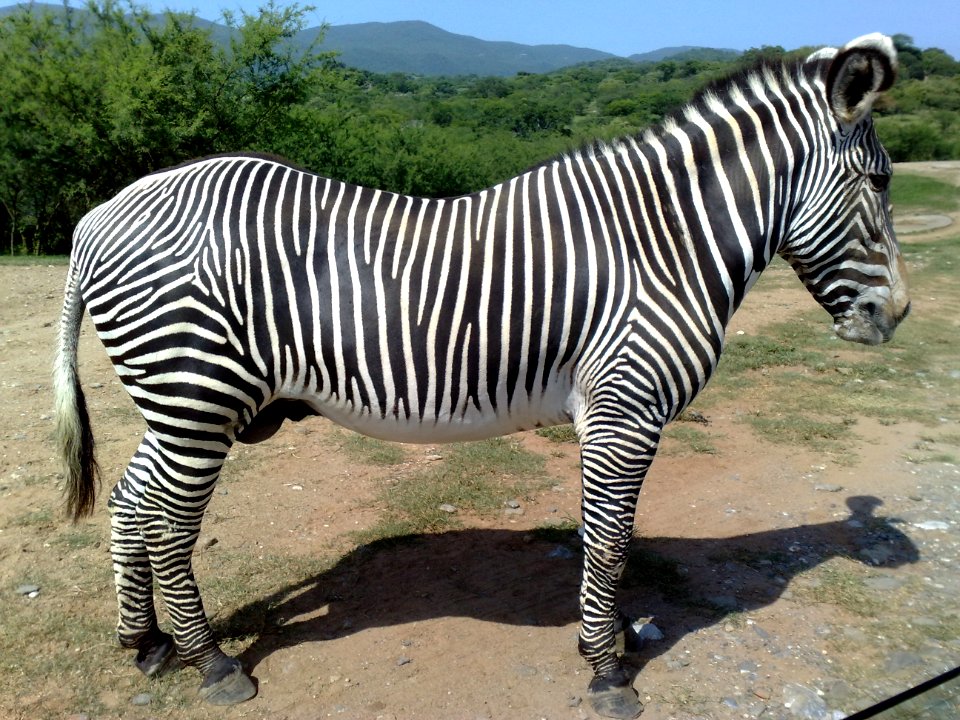 Cebra de cuerpo completo en el Zoofari, Cuernavaca, Morelos