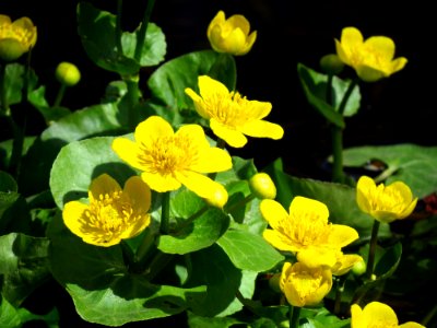 Caltha palustris Moshchun2