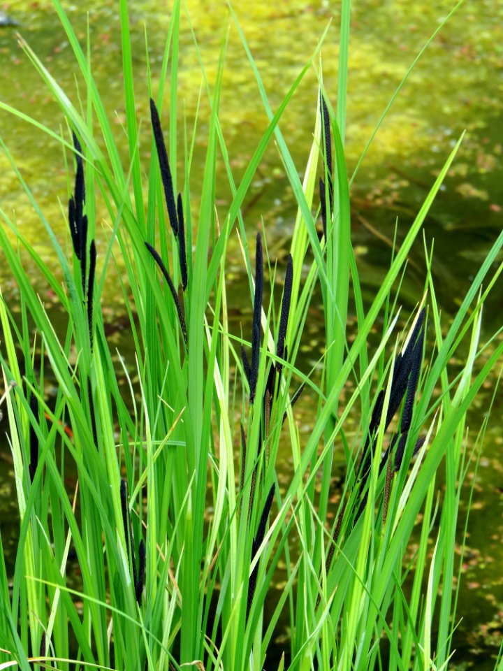 Carex Muromets1