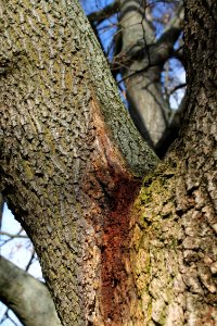 Carpinus 5532