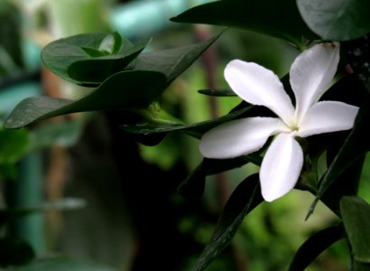 Carissa bispinosa Kiev