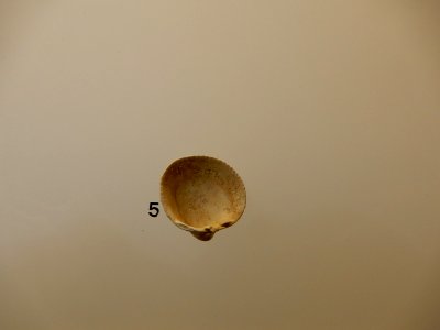 Cardium granulosum