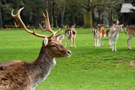 Antler animal fallow deer photo