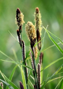 Carex acutiformis Kiev4