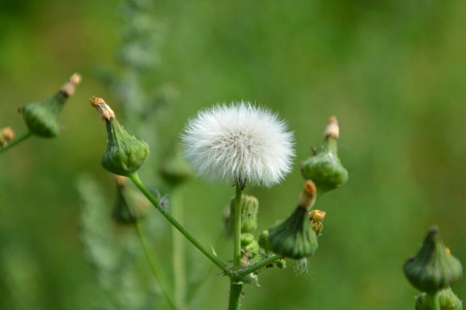 Prairie white green joli