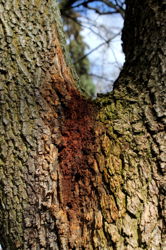Carpinus 5531