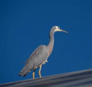 Australia perching grey