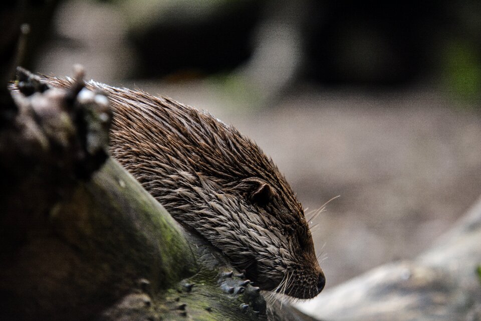 Mammal wild cute