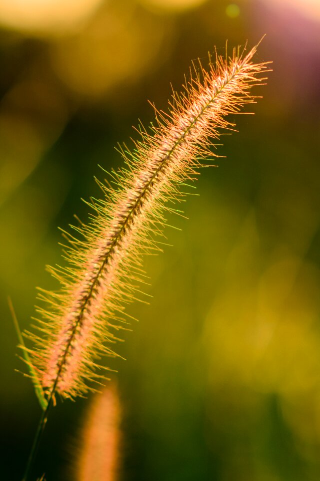 Fl nature color
