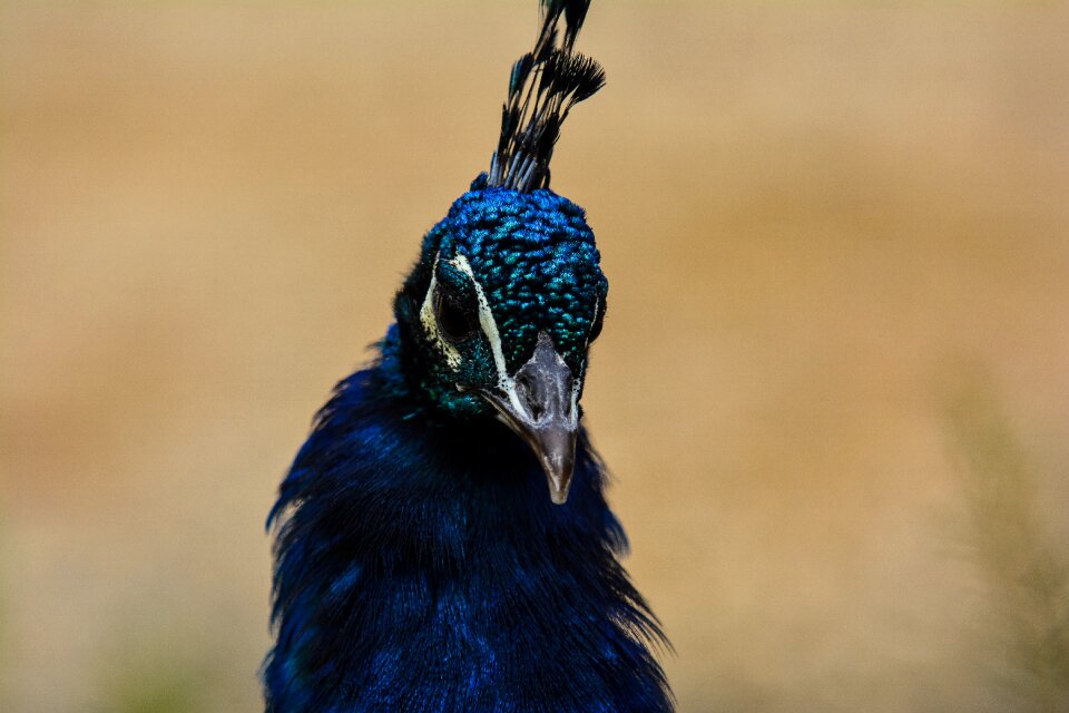 Nature animal peacock