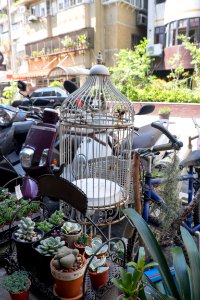 Empty Bird Cage in Front of Flower Shop 20150329