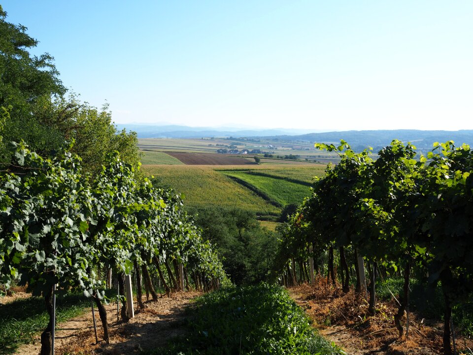 Background grapes vines