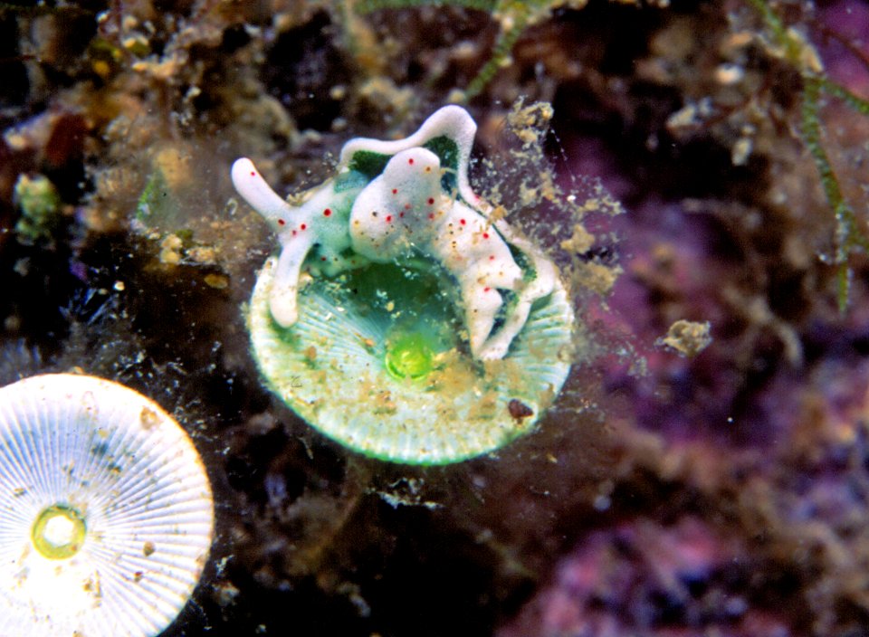 Elysia timida (Risso, 1818) sur Acetabularia acetabulum (Linnaeus)