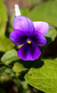 Flower summer flower nature