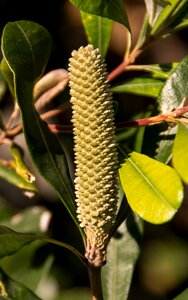 Banksia integrifolia coast bloom