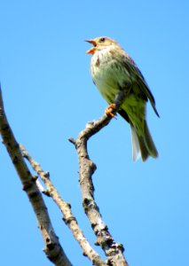 Emberiza calandra Muromets1