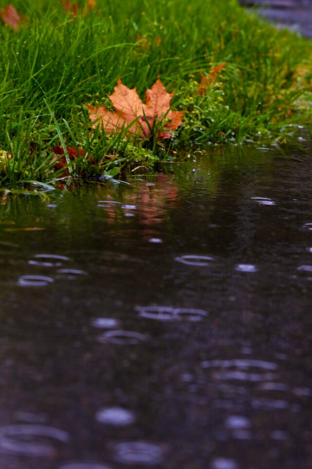 Autumn leaves raindrops autumn