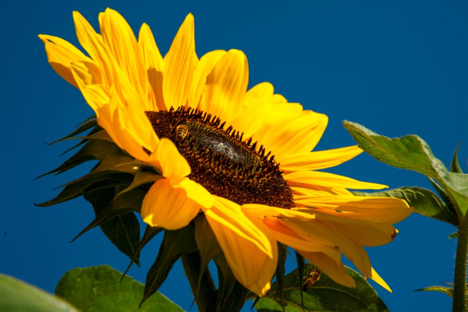 Flower nature blossom