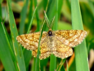 Ematurga atomaria Trukhaniv