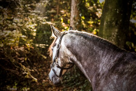 Grass tree gelding