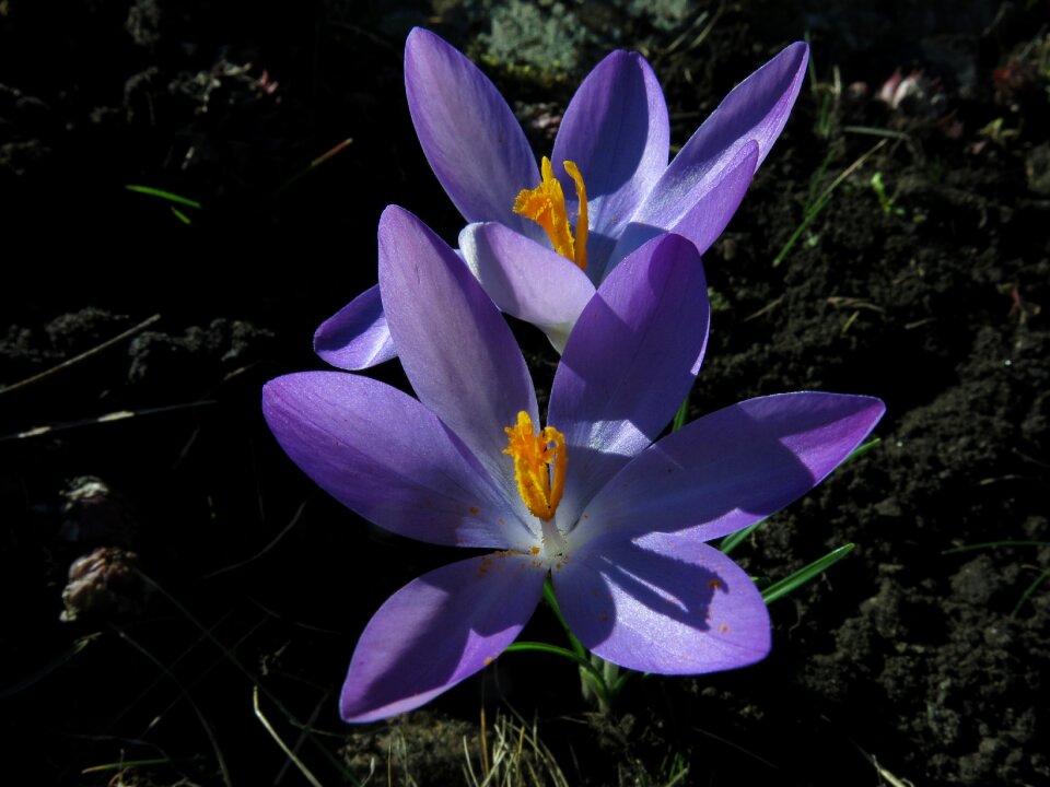 Bloom purple spring flower