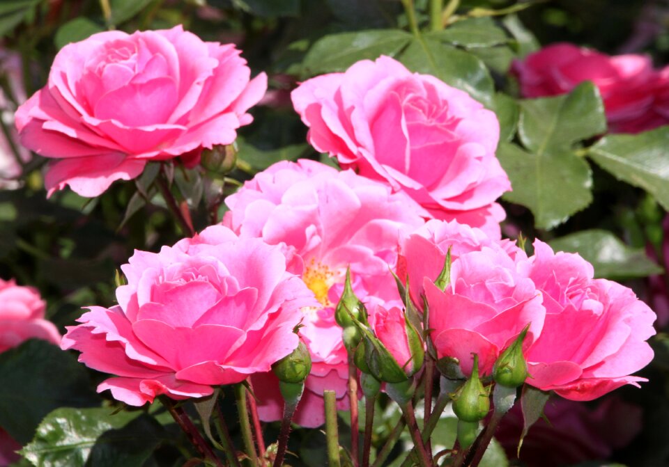 Rose bloom blossom bloom