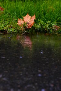 Autumn leaves raindrops autumn