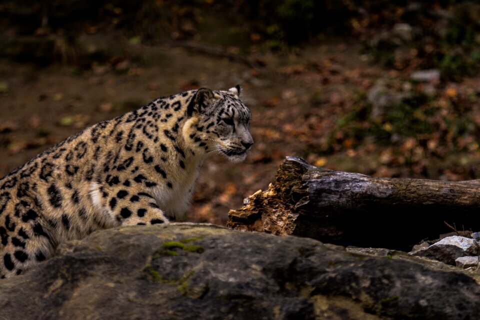 Carnivores animal leopard photo