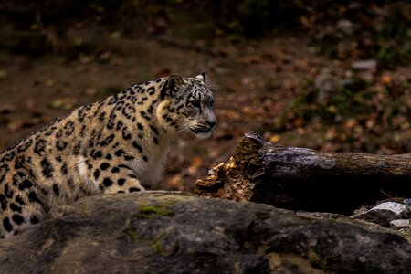 Carnivores animal leopard